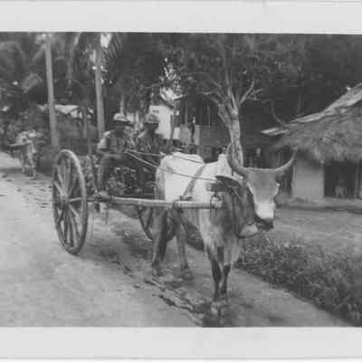 WWII - Bull Pulling Wagon