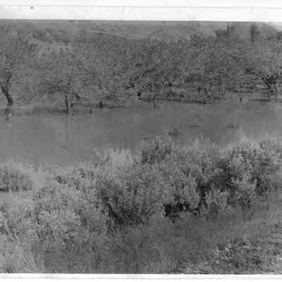 Criddle Apricot Orchard
