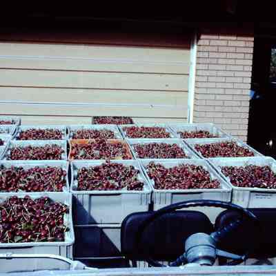 Manning Cherries