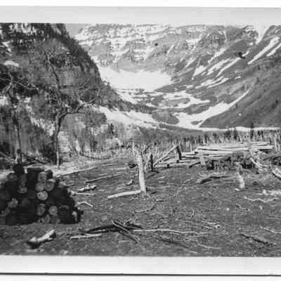 CCC Forestry Project