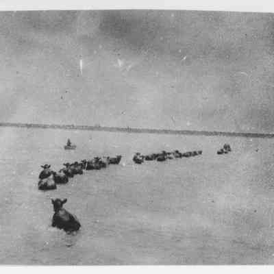 Antelope Island Cattle Drive