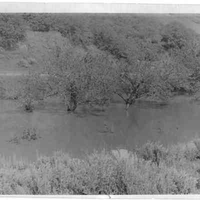 Criddle Apricot Orchard
