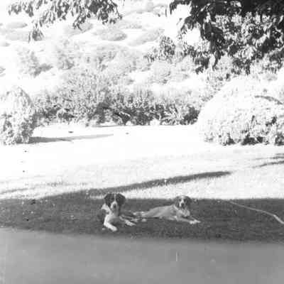Butcher Lawn and Orchard