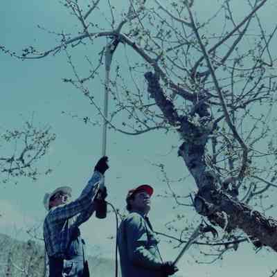 Manning Orchard