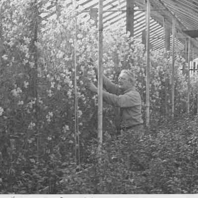 Sutton, George in Greenhouse