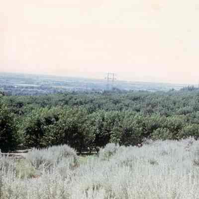 Burton Orchard On Mountain
