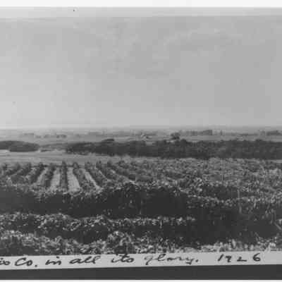 Gleason Vineyard