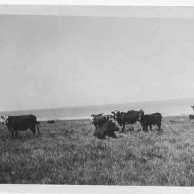 Antelope Island Ranch Cattle