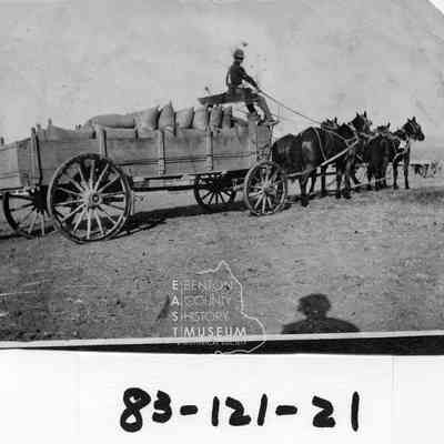 Willie Amon driving four horses