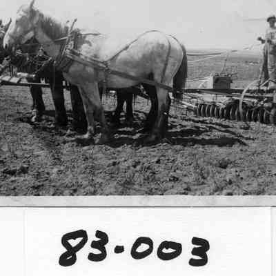 Driver, disc, and 4 horse team, photo appears cut from another possibly 1983.217