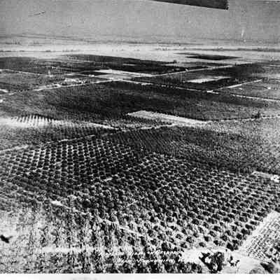 Fred and Emma Giles Apple Orchard, Kennewick.  Aerial photo.
