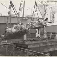 B+W photo of wrapped sides of beef being loaded(?) on the S.S. Maasdam, Holland America Line, Hoboken, n.d., ca. 1950s.