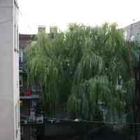 Color photos, 2, of willow tree in backyard of 724 Willow Avenue, October 19, 2005.