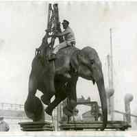 B+W photo of an elephant being lifted from the S.S. American Trader, U.S. Lines, Hoboken, Sept. 24, 1924.