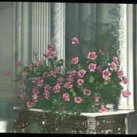 Lantern slide, color, of a room with floral arrangements on a table, used for promotional display in Hoboken, no date, ca. 1920.