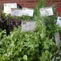          Digital photos, 9, of the Annual Tomato Tasting Festival, HHM, 1301 Hudson St., Hoboken, August 28, 2005. picture number 4
   