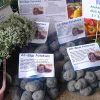          Digital photos, 9, of the Annual Tomato Tasting Festival, HHM, 1301 Hudson St., Hoboken, August 28, 2005. picture number 5
   