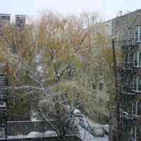 Digital images, 12, of willow tree in backyard of 724 Willow Avenue, December 9, 2005.