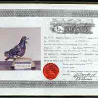 Pigeon Diploma for Hillside Loft of Hoboken, N.J. racing pigeon, Sept. 9, 1990.