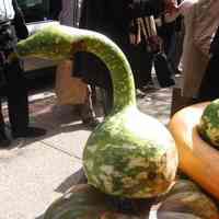 Digital copy of color photo of squash for sale outside Sobsey