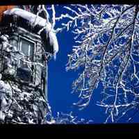 Color slide of snow on a tree and building.