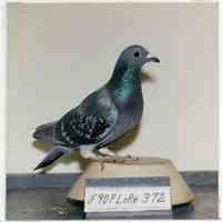          detail of pigeon photo
   