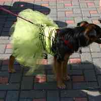 Digital color image of the 2004 Hoboken Pet Parade, along the Hoboken Waterfront, Sunday, September 26, 2004.