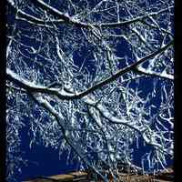 Color slide of snow on a tree and building.