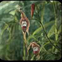 Lantern slide, color, of lady slippers, used for promotional display in Hoboken, no date, ca. 1920.