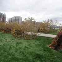          Superstorm_sandy_joe_epstein107; uprooted trees, Maxwell Place Park
   