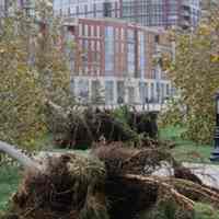          Superstorm_sandy_joe_epstein113; Maxwell Place Park, uprooted tree
   