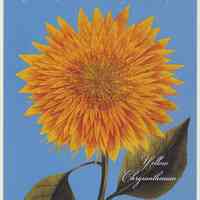 Postcard: Secret Gardens, HHM, Sunday June 2, 2013.