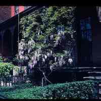 Color slide of a lilac espalier in front of a building on 10th Street.