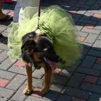 Digital color image of the 2004 Hoboken Pet Parade, along the Hoboken Waterfront, Sunday, September 26, 2004.