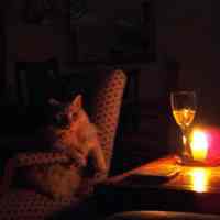 Color photo of a cat in candle lit room after Hurricane Sandy, Washington St. apt., Hoboken, Oct. 31, 2012.