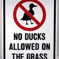 Sign, decaled metal, 18" x 24", "No Ducks Allowed on the Grass."