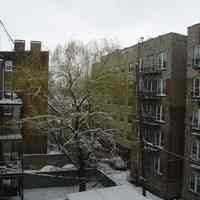 Three digital images of a weeping willow tree in the backyard of 724 Willow Ave., Hoboken, March 20, 2004.