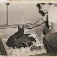 B+W photo of man (Joseph "Biggie" Yaccarino?) with a dog with its puppies, Hoboken?, ca. 1940