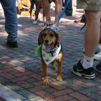 Digital color image of the 2004 Hoboken Pet Parade, along the Hoboken Waterfront, Sunday, September 26, 2004.