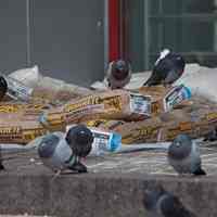          121101-5464-pigeons(sterneslaven)
   