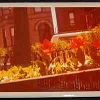 Photo of tulips in the front yard of 64 10th Street Hoboken.