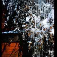 Color slide of icicles on a tree.