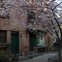 Color photos, 25, of exterior of 63 Willow Terrace with a cherry tree seen in bloom and dropping petals, Hoboken, April 11-14, 2006.