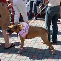 Digital color image of the 2004 Hoboken Pet Parade, along the Hoboken Waterfront, Sunday, September 26, 2004.