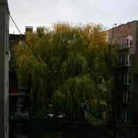 Color photos, 2, of willow tree in backyard of 724 Willow Avenue, November 16, 2005.