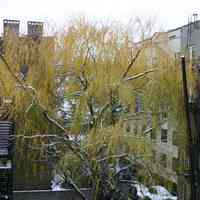 Digital images, 6, of willow tree in backyard of 724 Willow Avenue, December 4, 2005.