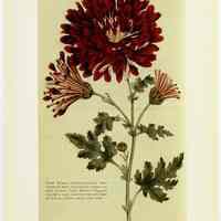          pg [5]: 5. First Crysanthemum; illus. Dark Purple Crysanthemum, Stevens
   