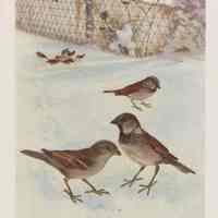          Color plate-English Sparrows
   