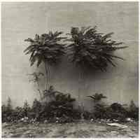 B+W photo of small trees and weeds growing along the edge of a building, Hoboken, no date, [1976].