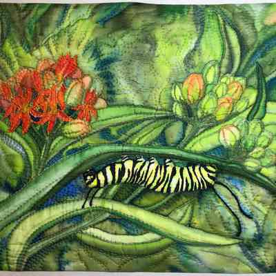 Hungry Monarch Caterpillar on Milkweed